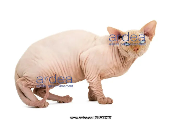 : 80194827 Cat - Sphynx Jean-Michel Labat All images : 80194827 Cat - Sphynx Jean-Michel Labat All images