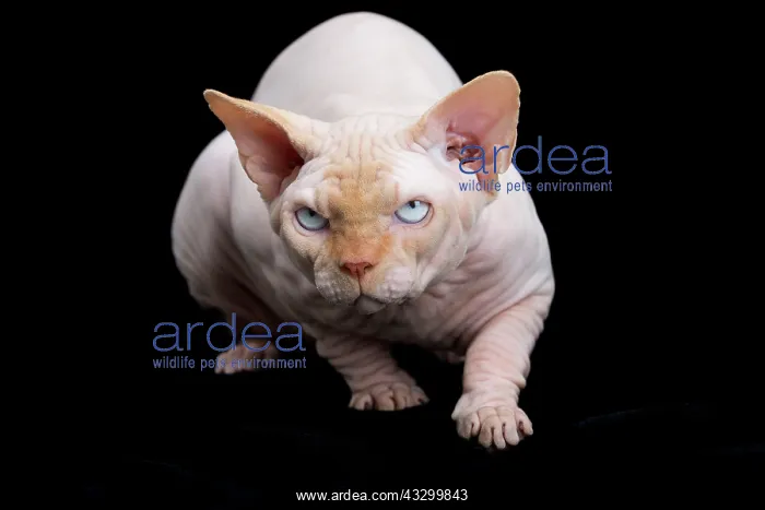 : 80194833 Cat - Sphynx Jean-Michel Labat All images : 80194833 Cat - Sphynx Jean-Michel Labat All images
