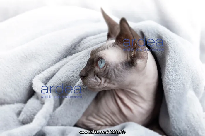 : 80194836 Cat - Sphynx Jean-Michel Labat All images : 80194836 Cat - Sphynx Jean-Michel Labat All images
