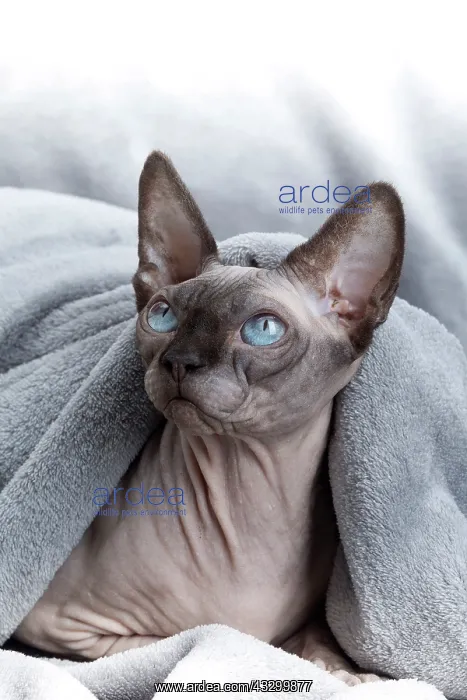 : 80194837 Cat - Sphynx Jean-Michel Labat All images : 80194837 Cat - Sphynx Jean-Michel Labat All images