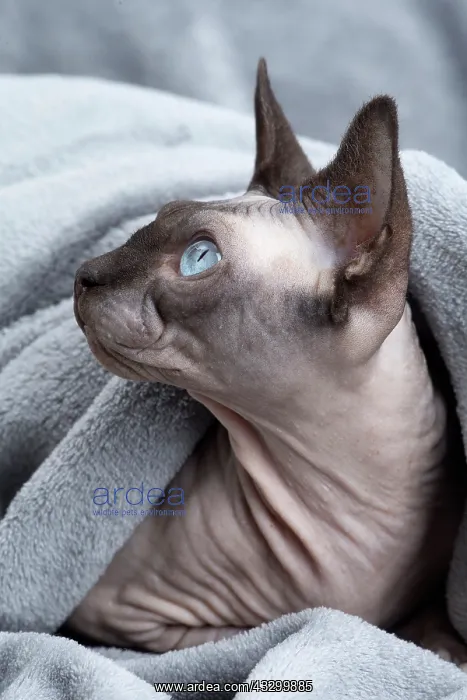 : 80194838 Cat - Sphynx Jean-Michel Labat All images : 80194838 Cat - Sphynx Jean-Michel Labat All images