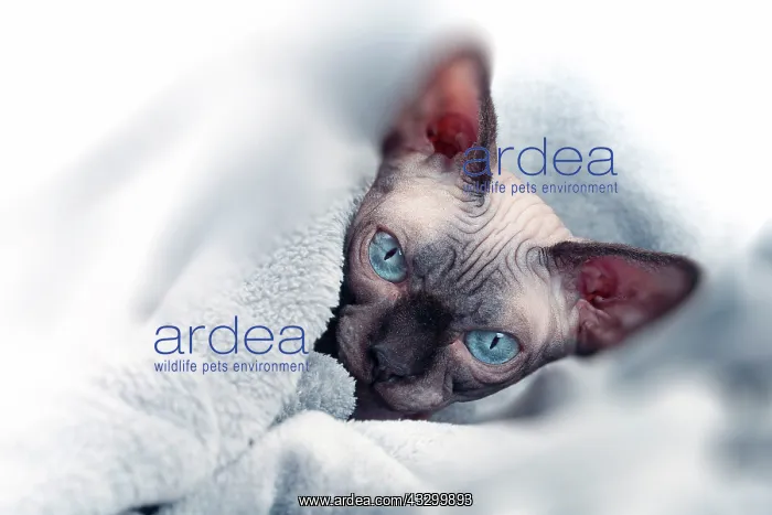 : 80194839 Cat - Sphynx Jean-Michel Labat All images : 80194839 Cat - Sphynx Jean-Michel Labat All images