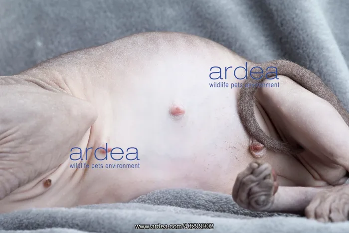 : 80194840 Cat - Sphynx Jean-Michel Labat All images : 80194840 Cat - Sphynx Jean-Michel Labat All images