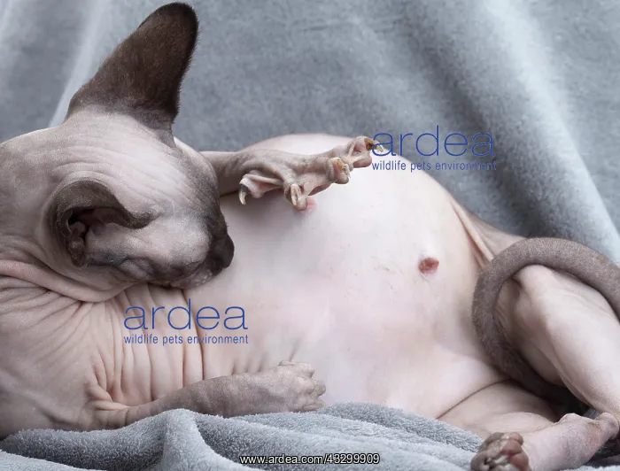 : 80194841 Cat - Sphynx Jean-Michel Labat All images : 80194841 Cat - Sphynx Jean-Michel Labat All images