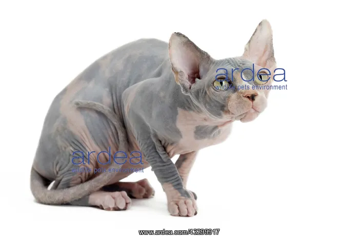 : 80194842 Cat - Sphynx Jean-Michel Labat All images : 80194842 Cat - Sphynx Jean-Michel Labat All images