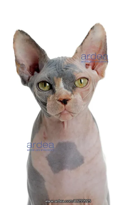 : 80194843 Cat - Sphynx Jean-Michel Labat All images : 80194843 Cat - Sphynx Jean-Michel Labat All images
