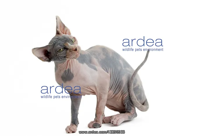 : 80194844 Cat - Sphynx Jean-Michel Labat All images : 80194844 Cat - Sphynx Jean-Michel Labat All images