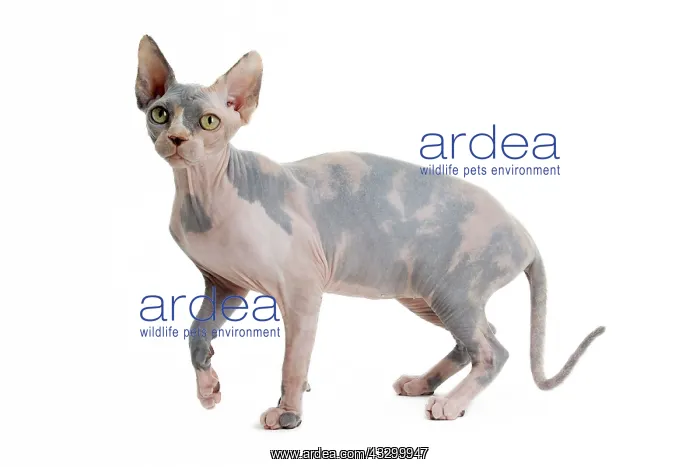  : 80194846 Cat - Sphynx Jean-Michel Labat All images