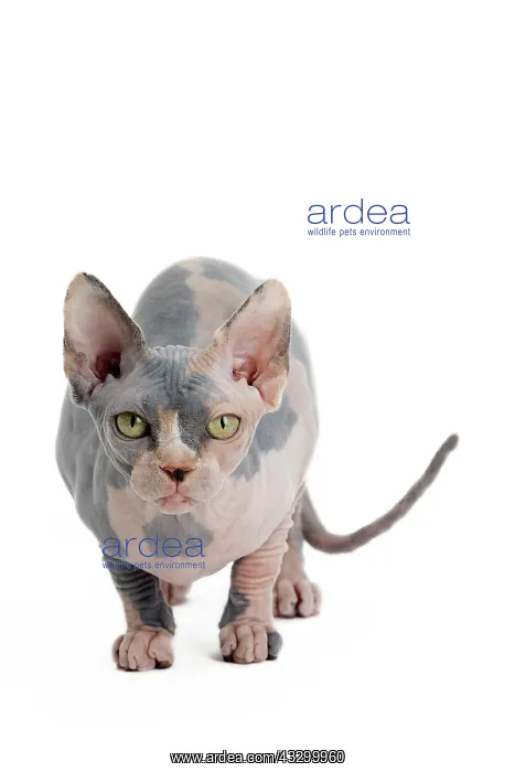 : 80194848 Cat - Sphynx Jean-Michel Labat All images : 80194848 Cat - Sphynx Jean-Michel Labat All images