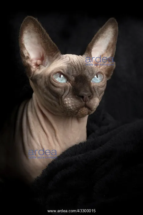 : 80194854 Cat - Sphynx Jean-Michel Labat All images : 80194854 Cat - Sphynx Jean-Michel Labat All images