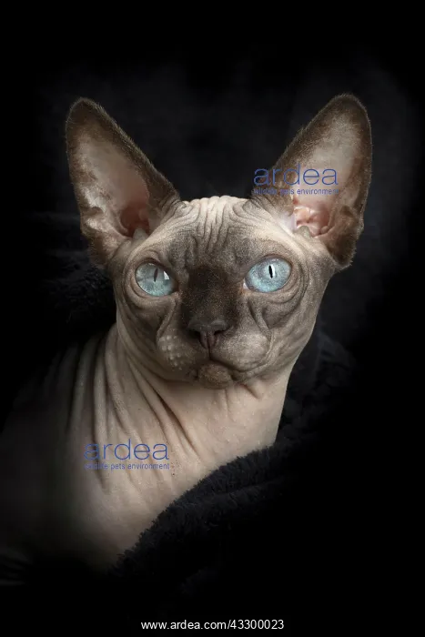 : 80194855 Cat - Sphynx Jean-Michel Labat All images : 80194855 Cat - Sphynx Jean-Michel Labat All images