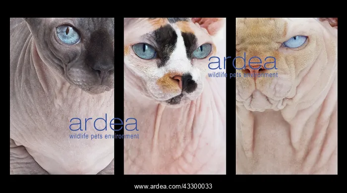 : 80194857 Cat - Sphynx Jean-Michel Labat All images : 80194857 Cat - Sphynx Jean-Michel Labat All images