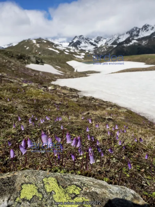 : 80194859 Alpine Snowbell - in habitat Austrian Alps : 80194859 Alpine Snowbell - in habitat Austrian Alps