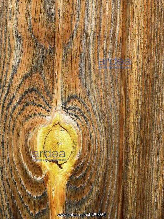 : 80194861 Wood Grain and Knots - on cabin door Finland : 80194861 Wood Grain and Knots - on cabin door Finland