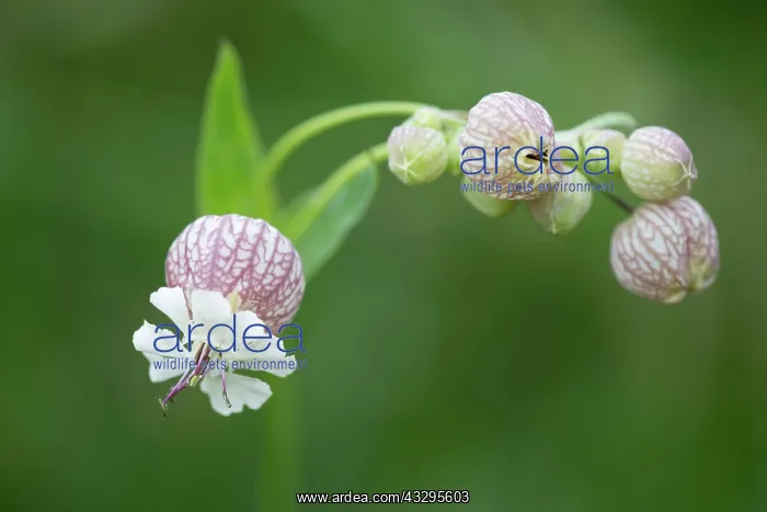 : 80194862 Bladder Campion - close up of flowers Austrian : 80194862 Bladder Campion - close up of flowers Austrian
