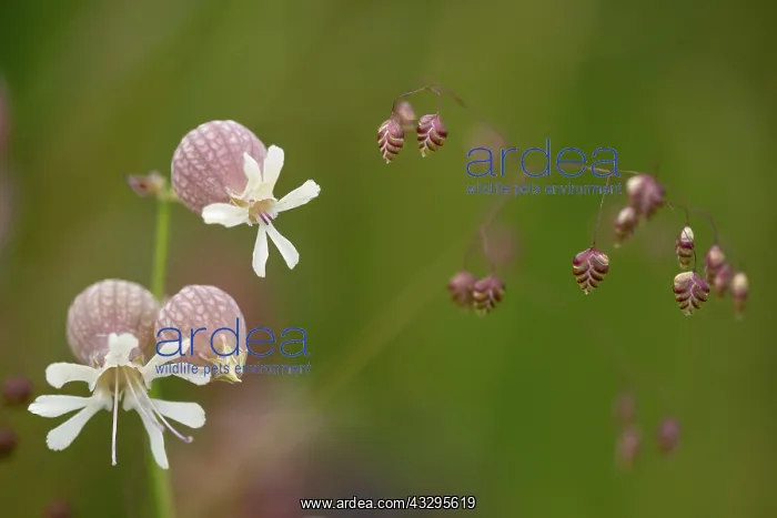: 80194863 Bladder Campion - with grass seed in close : 80194863 Bladder Campion - with grass seed in close