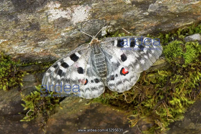 : 80194864 Apollo Butterfly - resting on mossy rock : 80194864 Apollo Butterfly - resting on mossy rock