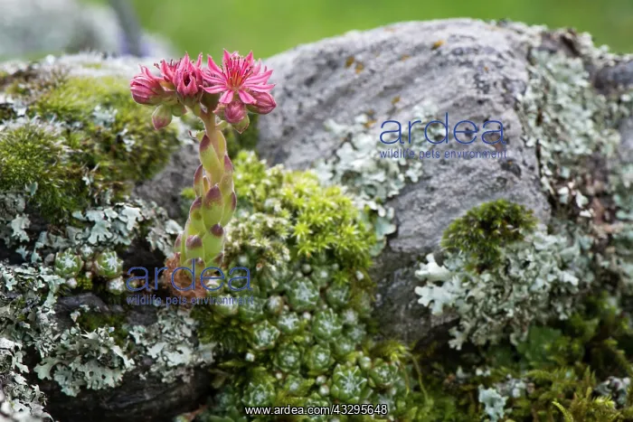 : 80194865 Cobweb House-leek - growing on rock Austrian : 80194865 Cobweb House-leek - growing on rock Austrian