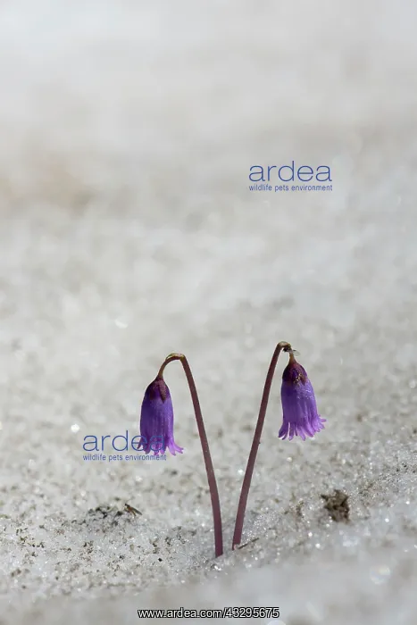 : 80194867 Dwarf Snowbell - in snow Austrian Alps : 80194867 Dwarf Snowbell - in snow Austrian Alps