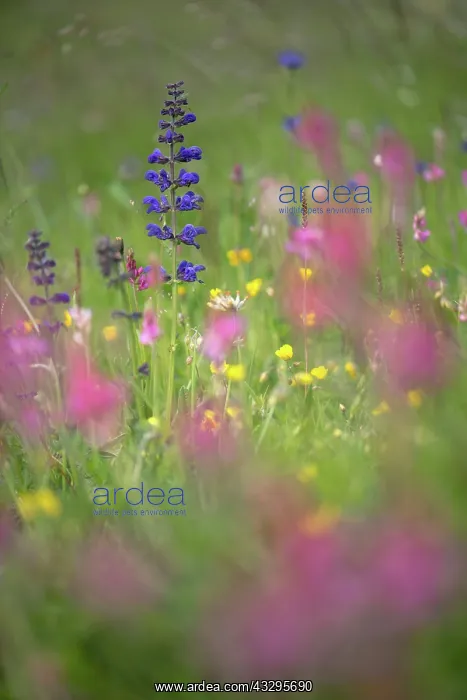 : 80194868 Meadow Clary - growing among pink flowers : 80194868 Meadow Clary - growing among pink flowers
