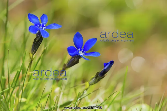 : 80194869 Spring Gentian - close up of flowers Austrian : 80194869 Spring Gentian - close up of flowers Austrian