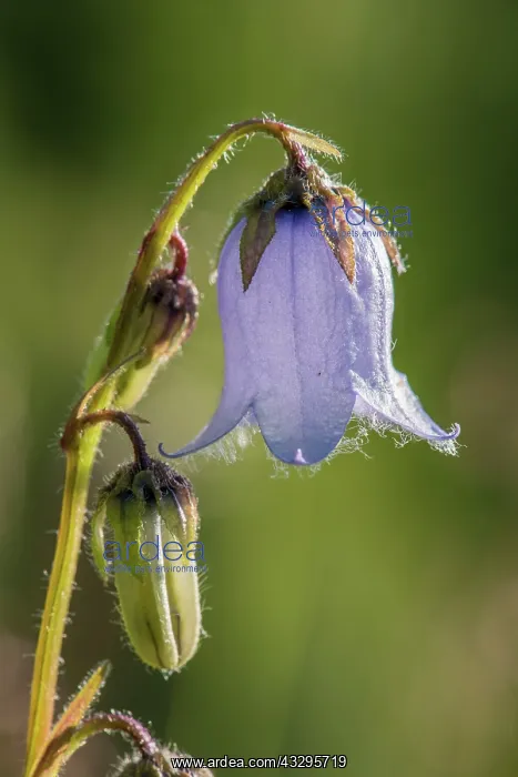 : 80194870 Bearded Bellflower - close up of flower : 80194870 Bearded Bellflower - close up of flower