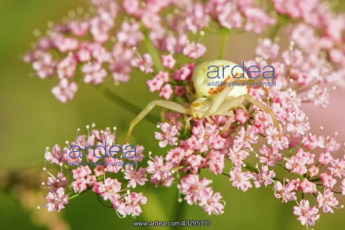 : 80194871 Goldenrod Crab Spider - amongst pink flowers : 80194871 Goldenrod Crab Spider - amongst pink flowers