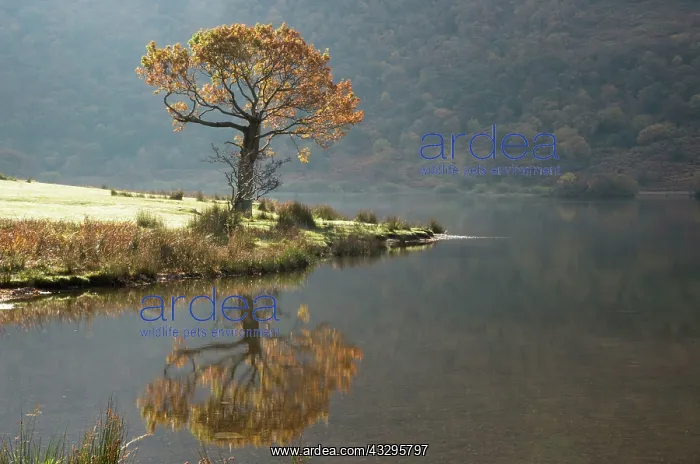 : 80194875 Crummock Water Lake District, Cumbria : 80194875 Crummock Water Lake District, Cumbria