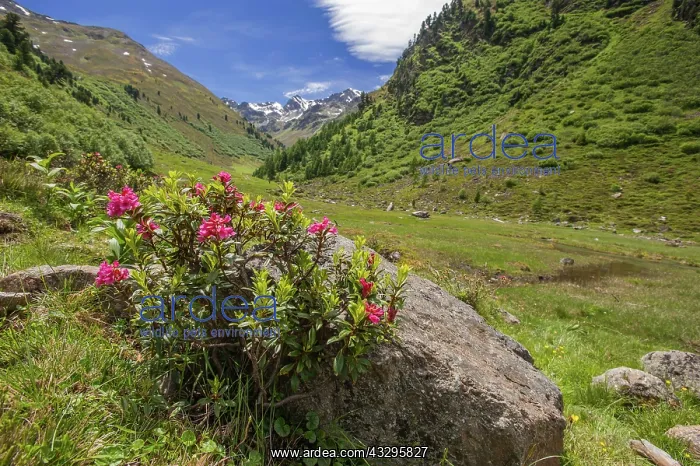 : 80194877 Alpenrose - against rock - with valley : 80194877 Alpenrose - against rock - with valley