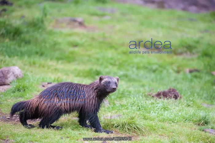 : 80194879 Wolverine - emerging from forest in early : 80194879 Wolverine - emerging from forest in early