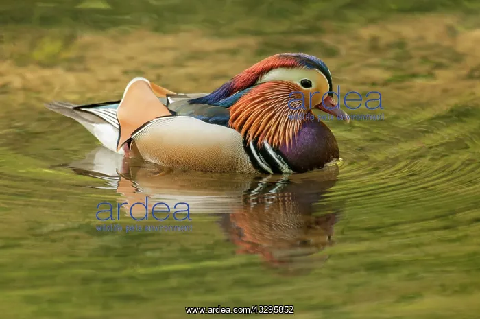 : 80194880 Mandarin Duck - drake with reflection in : 80194880 Mandarin Duck - drake with reflection in