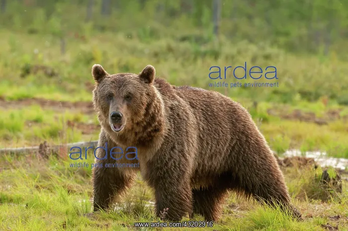 : 80194883 Brown Bear Finland Ursus arctos Geoff Trinder : 80194883 Brown Bear Finland Ursus arctos Geoff Trinder