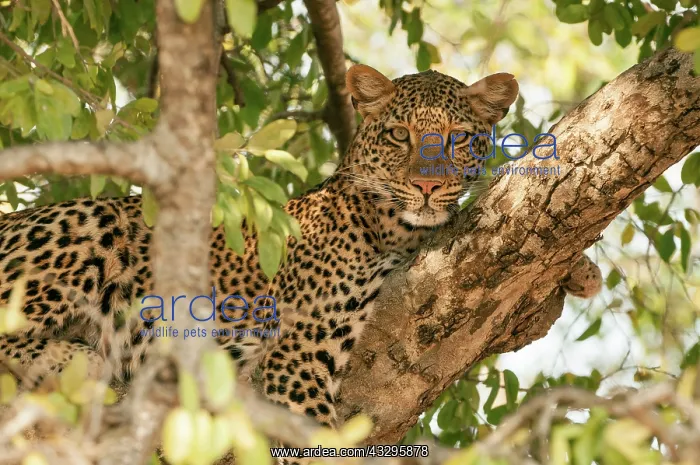 : 80194885 Leopard - resting in tree Zambia Panthera : 80194885 Leopard - resting in tree Zambia Panthera