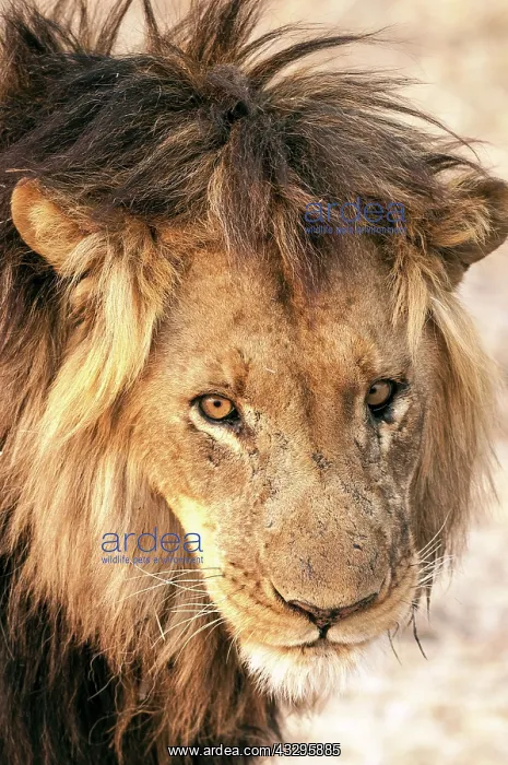 : 80194886 Lion - male close up of head Zambia Panthera : 80194886 Lion - male close up of head Zambia Panthera