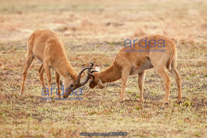 : 80194887 Puku - males fighting Zambia Kobus vardoni : 80194887 Puku - males fighting Zambia Kobus vardoni