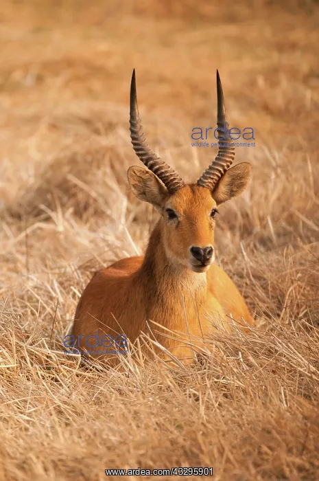: 80194888 Puku - sitting down in grass Zambia Kobus : 80194888 Puku - sitting down in grass Zambia Kobus