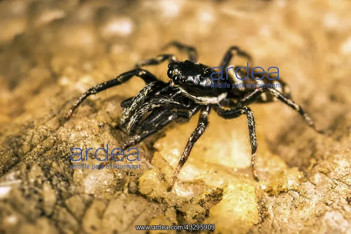 : 80194889 Jumping Spider - on rock Austrian Alps : 80194889 Jumping Spider - on rock Austrian Alps