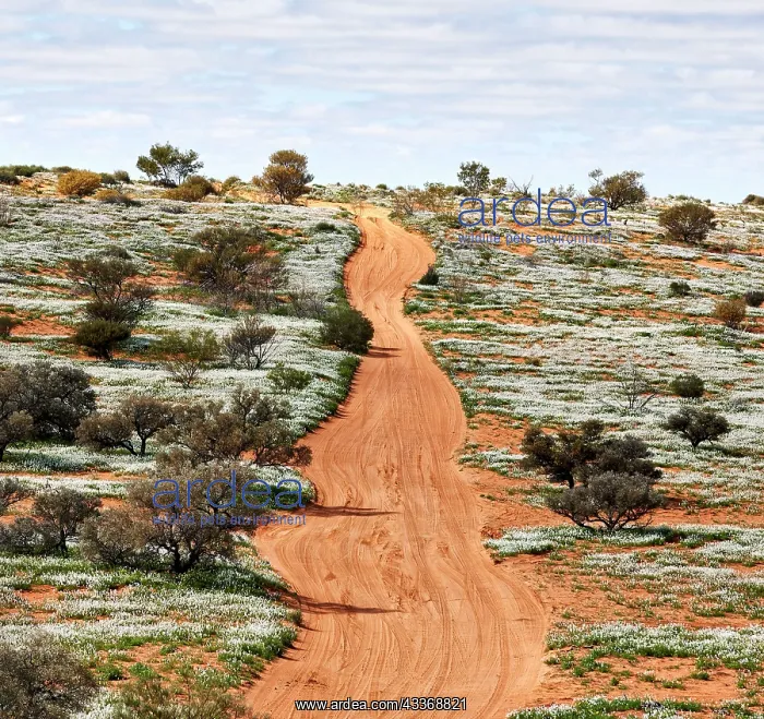 : 80194892 Simpson Desert - red sandy plain and dunes : 80194892 Simpson Desert - red sandy plain and dunes