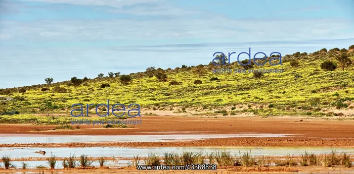 : 80194894 Simpson Desert - red sandy plain and dunes : 80194894 Simpson Desert - red sandy plain and dunes