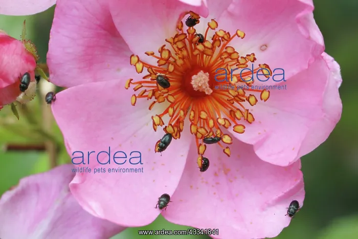 : 80194895 Pollen Beetles - feeding on the pollen : 80194895 Pollen Beetles - feeding on the pollen