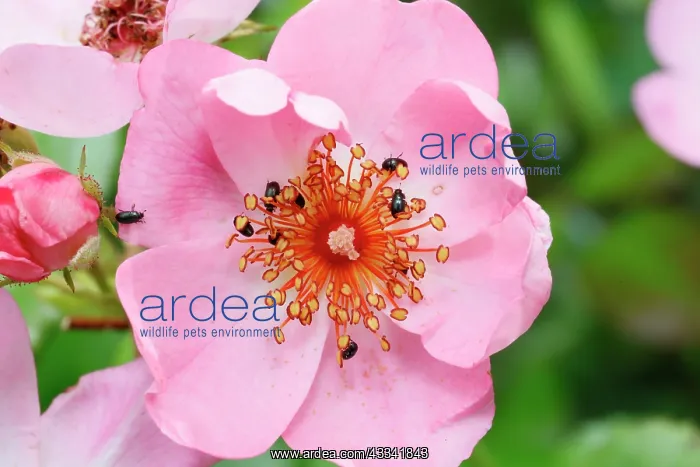 : 80194896 Pollen Beetles - feeding on the pollen : 80194896 Pollen Beetles - feeding on the pollen