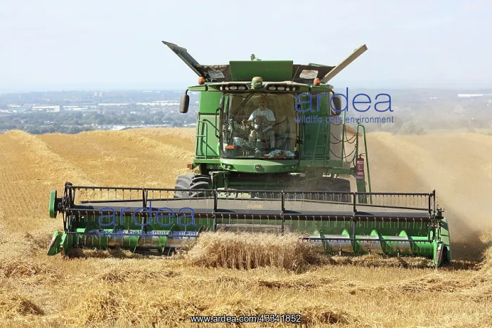 : 80194899 Farming - combine harvester harvesting : 80194899 Farming - combine harvester harvesting