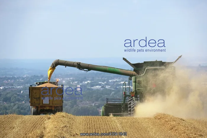 : 80194900 Farming - combine harvester harvesting : 80194900 Farming - combine harvester harvesting