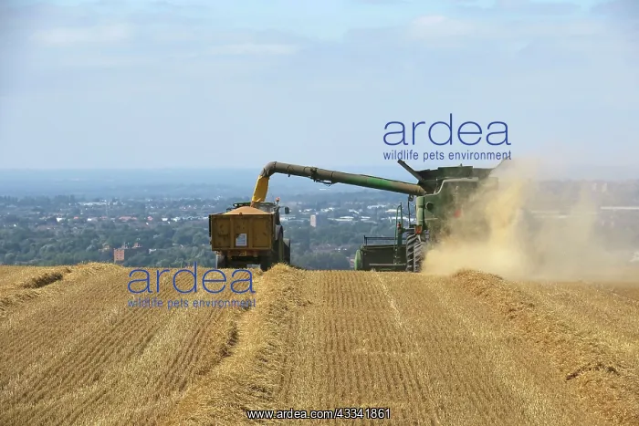: 80194901 Farming - combine harvester harvesting : 80194901 Farming - combine harvester harvesting