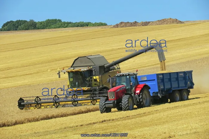 : 80194902 Farming - combine harvester harvesting : 80194902 Farming - combine harvester harvesting