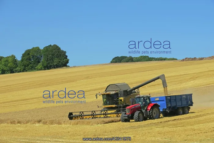 : 80194903 Farming - combine harvester harvesting : 80194903 Farming - combine harvester harvesting