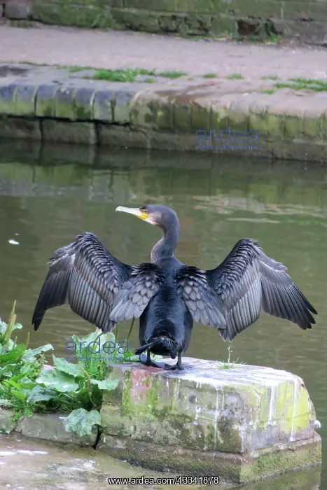 : 80194904 Cormorant - by canal Hungerford, Berkshire : 80194904 Cormorant - by canal Hungerford, Berkshire