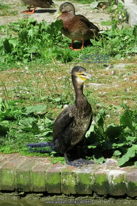 : 80194905 Cormorant - by canal Hungerford, Berkshire : 80194905 Cormorant - by canal Hungerford, Berkshire