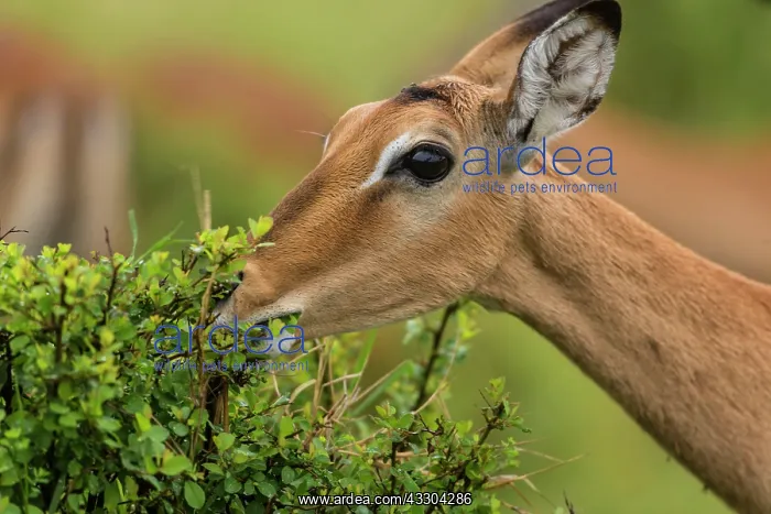 : 80194938 Impala - female browsing on a bush Maasai : 80194938 Impala - female browsing on a bush Maasai