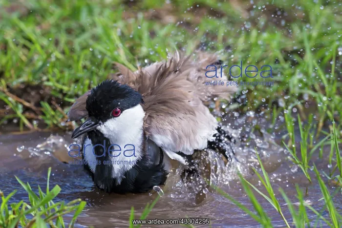 : 80194940 Spur-Winged Plover / Lapwing - bathing : 80194940 Spur-Winged Plover / Lapwing - bathing